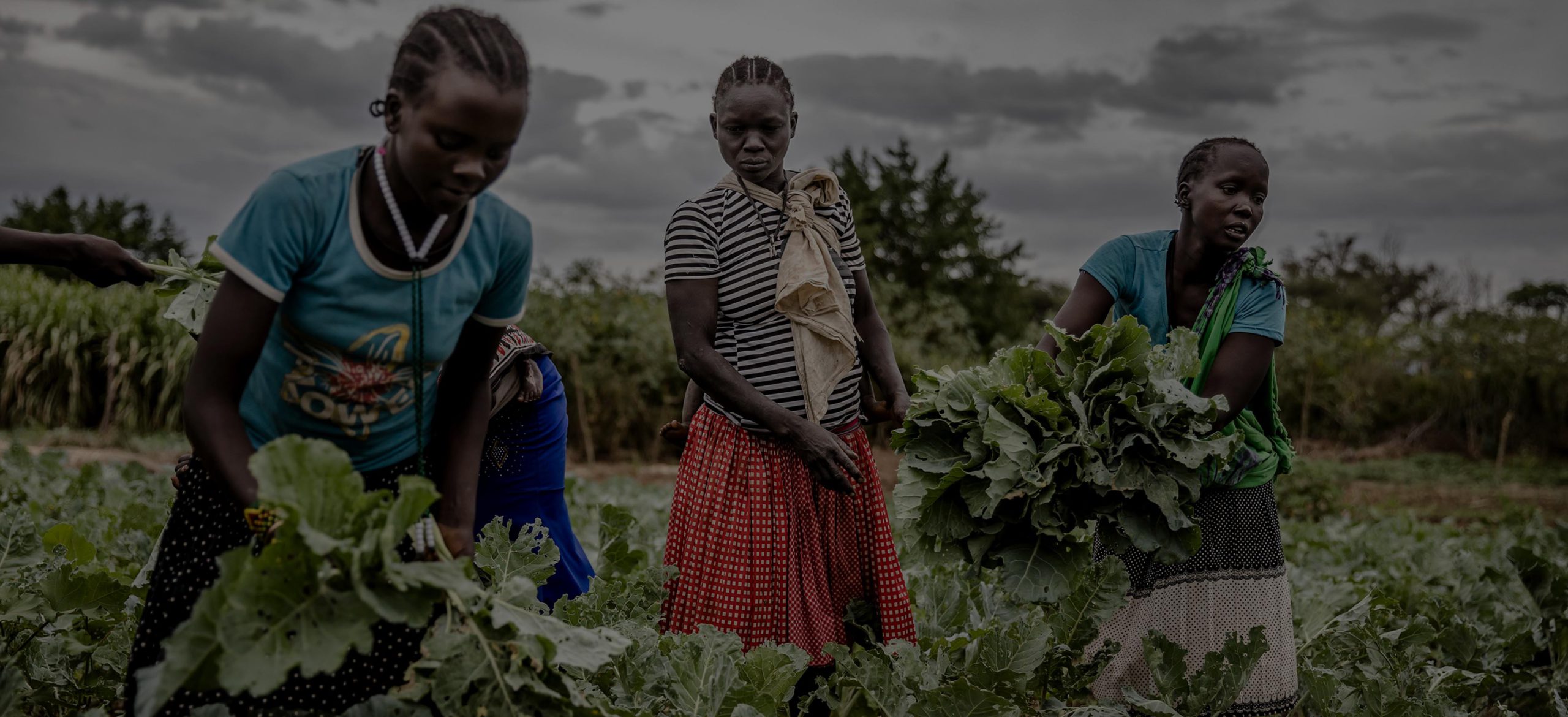5.-Amudat-Uganda_-Agropastoral-women-harvest-greens-in-a-Junior-Farmer-Field-School-demonstration-farm-©FAO_Luis-Tato-scaled